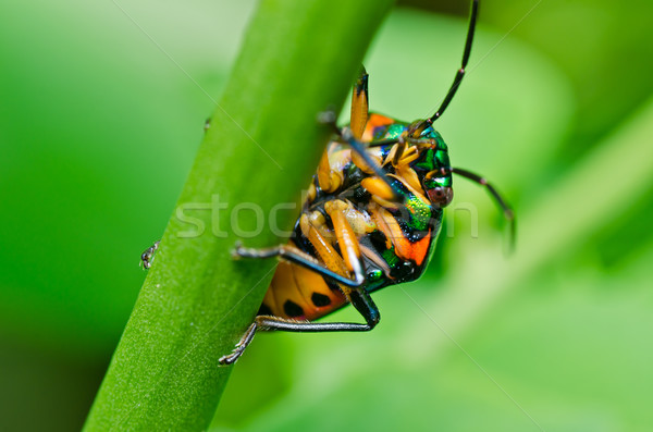 寶石 甲蟲 綠色 性質 花園 春天 商業照片 © sweetcrisis