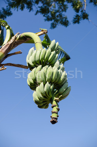 bananas on tree and sky Stock photo © sweetcrisis