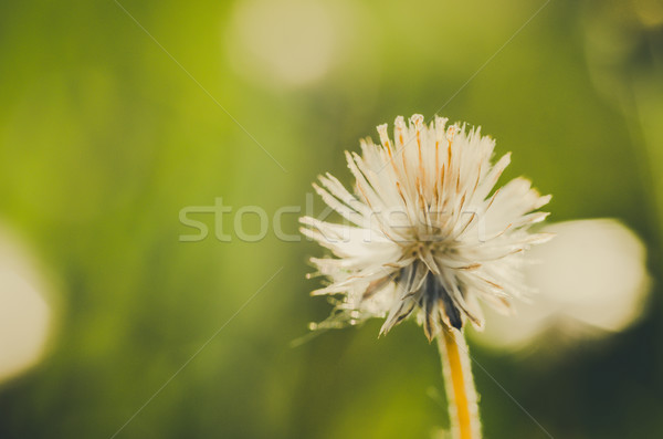 Virág növény fű gaz természet kert Stock fotó © sweetcrisis