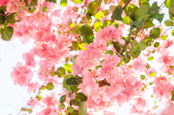 Foto stock: Papel · flores · jardim · natureza · parque · primavera