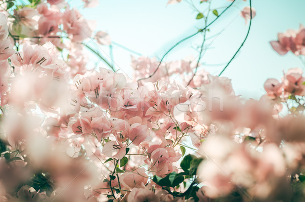 Papier bloemen vintage tuin natuur park Stockfoto © sweetcrisis