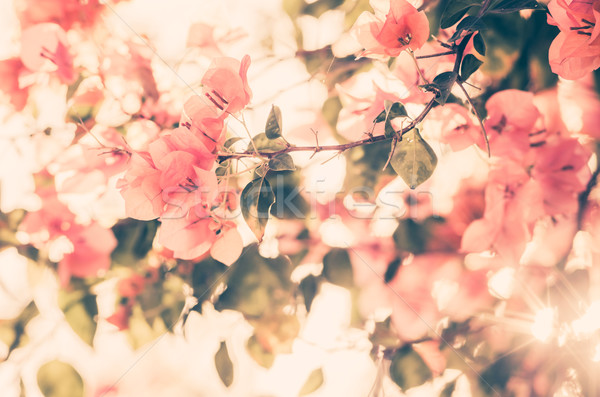 Papier bloemen vintage tuin natuur park Stockfoto © sweetcrisis