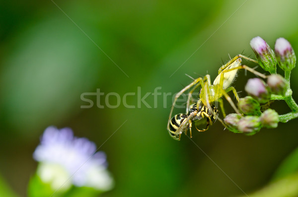 Długie nogi pająk zielone charakter ogród wiosną Zdjęcia stock © sweetcrisis