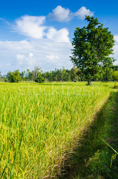 Rice field and blue sky Stock photo © sweetcrisis