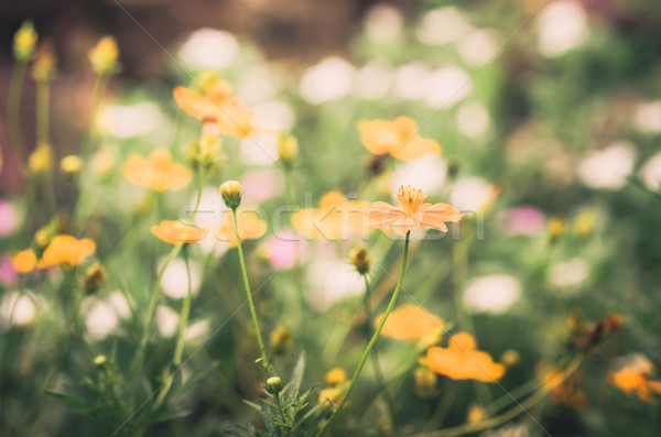 Bloem vintage Geel tuin natuur park Stockfoto © sweetcrisis