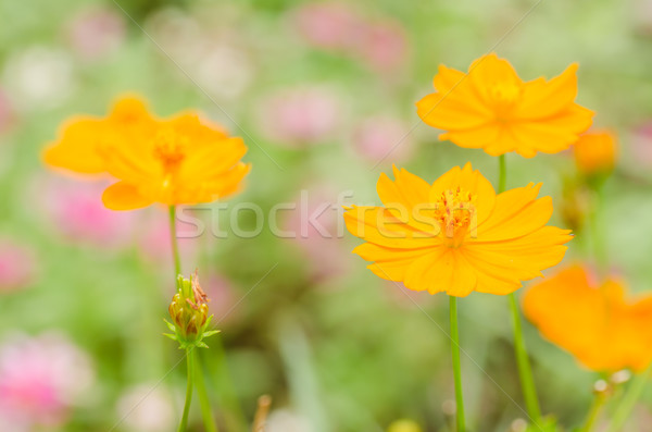 Cosmos sulphureus flower Stock photo © sweetcrisis