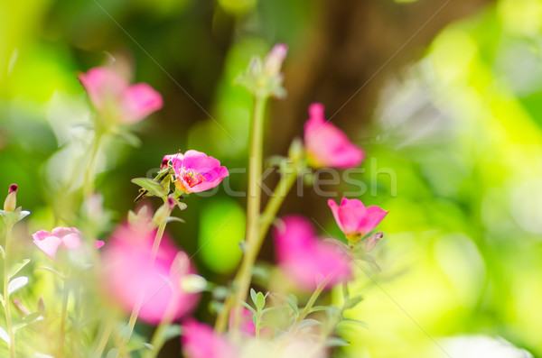 小 庭園 性質 花園 美女 植物 商業照片 © sweetcrisis