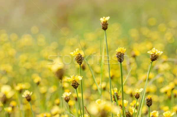 Xyris yellow flowers Stock photo © sweetcrisis