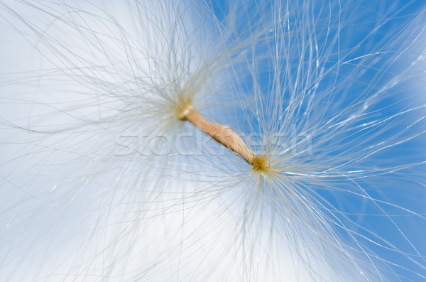 сорняков Blue Sky чудо природы небе весны Сток-фото © sweetcrisis