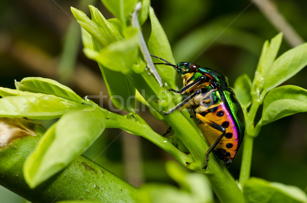 寶石 甲蟲 綠色 性質 花園 夏天 商業照片 © sweetcrisis