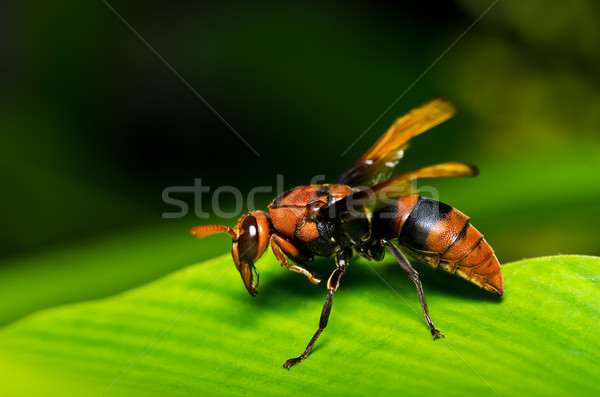 Wespe grünen Natur Garten Biene gelb Stock foto © sweetcrisis