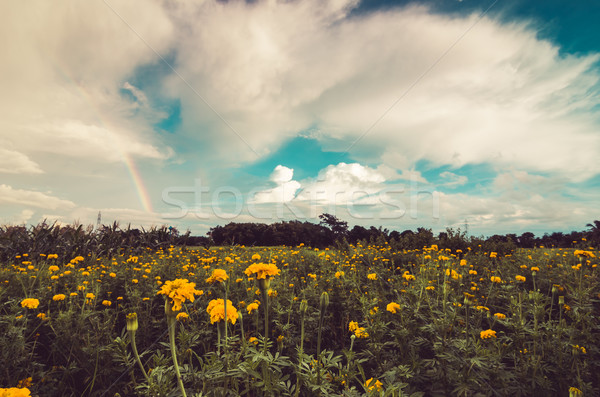 Fleur nature jardin tête usine Asie [[stock_photo]] © sweetcrisis