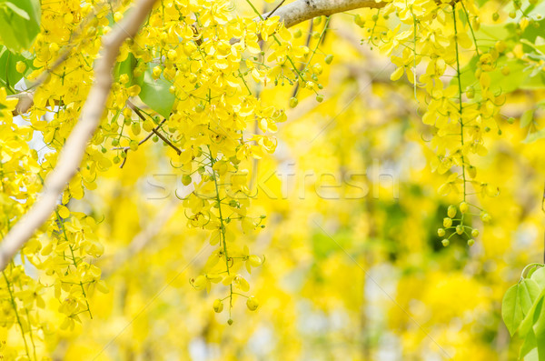 Stock photo: Golden shower or Cassia fistula flower