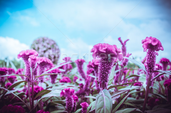 Red Celosia or Wool flowers or Cockscomb flower vintage Stock photo © sweetcrisis