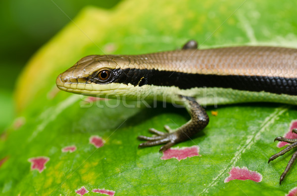 Foto stock: Jardim · verde · natureza · pele