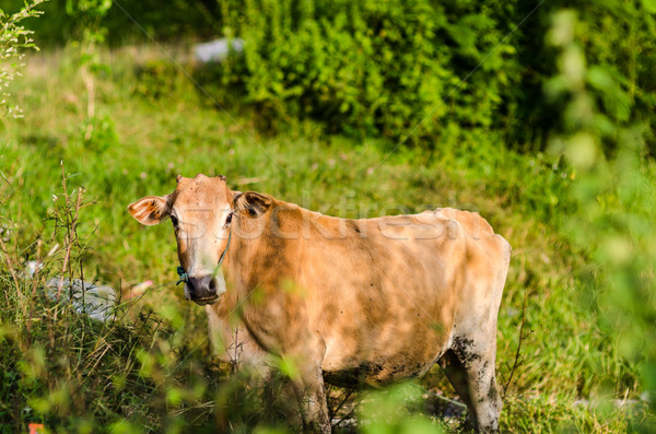 Brown cow on a farmland Stock photo © sweetcrisis