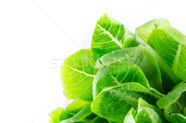 Green cos salad Stock photo © sweetcrisis