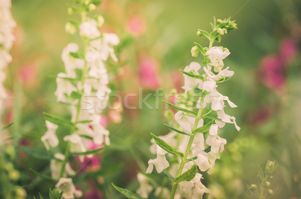 Sárkány virágok klasszikus kert természet Thaiföld Stock fotó © sweetcrisis