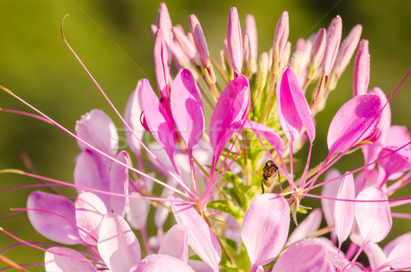 Cleome hassleriana or spider flower or spider plant Stock photo © sweetcrisis