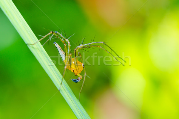 Longues jambes araignée vert nature forêt printemps [[stock_photo]] © sweetcrisis