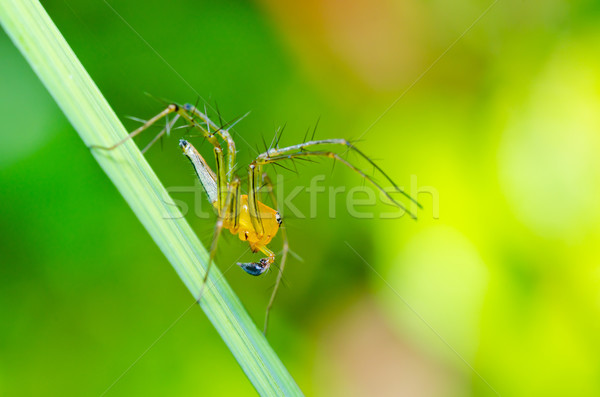 Gambe lunghe spider verde natura foresta primavera Foto d'archivio © sweetcrisis