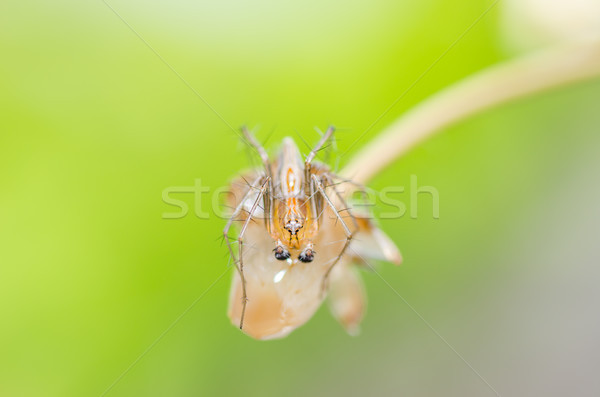 Lynx spider Stock photo © sweetcrisis