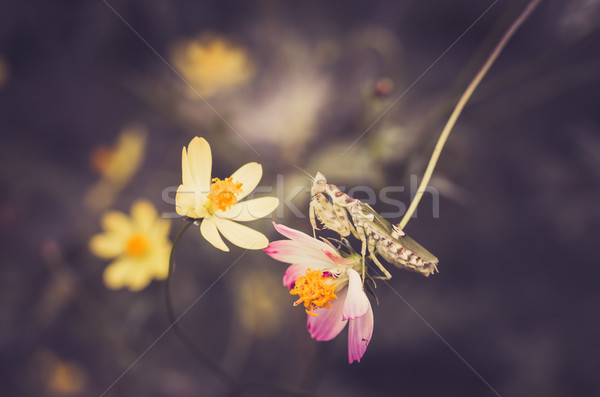 Virág sáska citromsárga kert természet park Stock fotó © sweetcrisis