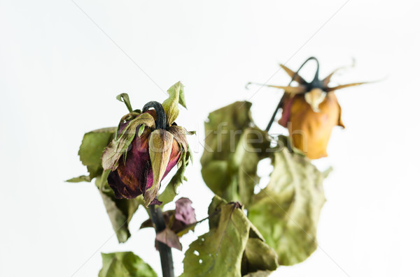 Foto stock: Rosa · flor · jardim · de · flores · natureza · amor · fundo