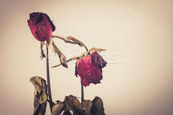 Wzrosła kwiat vintage kwiat ogród charakter miłości Zdjęcia stock © sweetcrisis