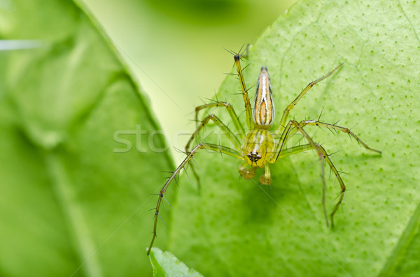 翠绿色长腿蜘蛛图片