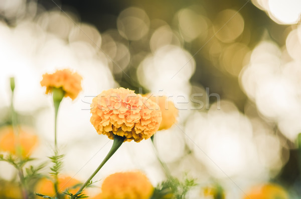 Fleur vintage nature jardin mariage tête [[stock_photo]] © sweetcrisis