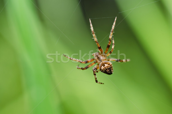 spider in nature Stock photo © sweetcrisis