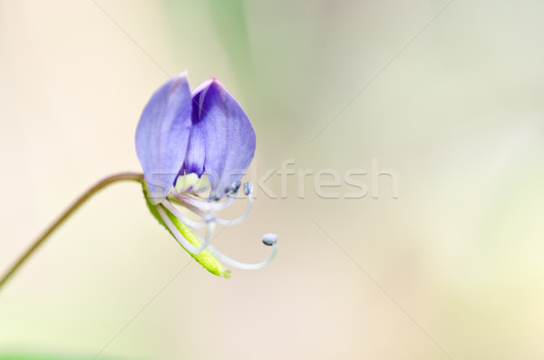 Virág gaz zöld természet csoda kert Stock fotó © sweetcrisis