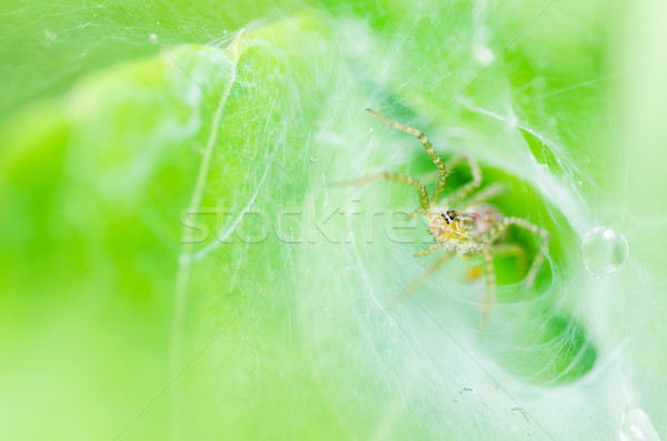 Spinne Makro Web Natur Garten Frühling Stock foto © sweetcrisis