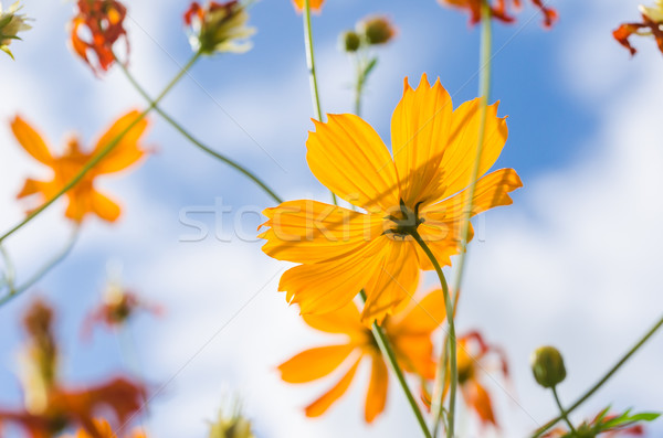 Yellow Cosmos flower Stock photo © sweetcrisis