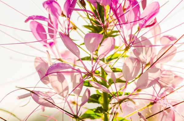 Cleome hassleriana or spider flower or spider plant Stock photo © sweetcrisis