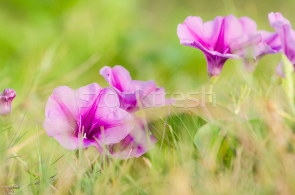 Sabah şan çiçekler aile doğa bahçe Stok fotoğraf © sweetcrisis