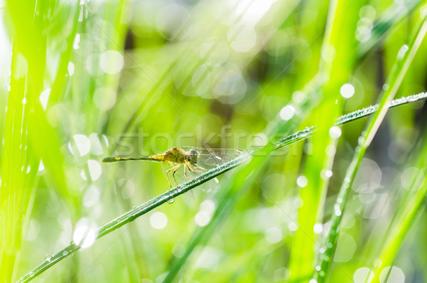dragonfly and sunlight in garden Stock photo © sweetcrisis
