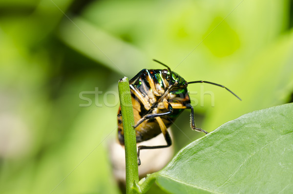 Jewel жук зеленый природы саду весны Сток-фото © sweetcrisis