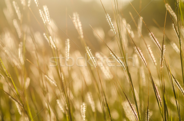 Vad fű fényes naplemente természet fény Stock fotó © sweetcrisis