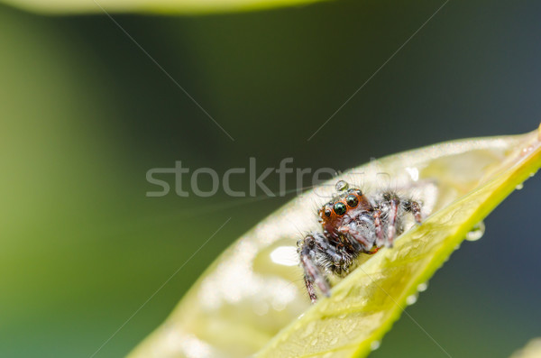 [[stock_photo]]: Araignée · feuille · verte · feuille · vert · macro · coup