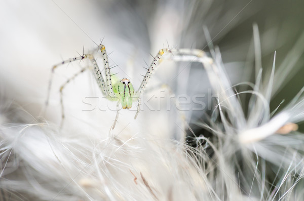 Pająk zielone charakter makro shot strach Zdjęcia stock © sweetcrisis