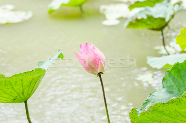 Lotus water lelie bloem vijver natuur Stockfoto © sweetcrisis