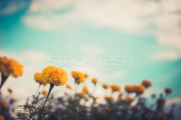 Bloem vintage natuur tuin bruiloft hoofd Stockfoto © sweetcrisis