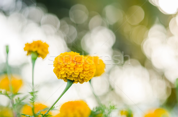 Fleur nature jardin tête usine Asie [[stock_photo]] © sweetcrisis