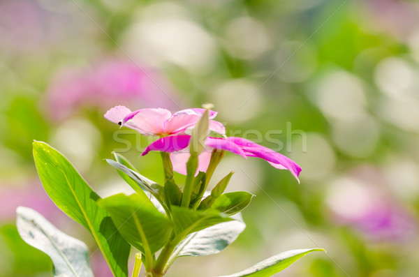 Madagascar rooskleurig steeg gras tuin achtergrond Stockfoto © sweetcrisis