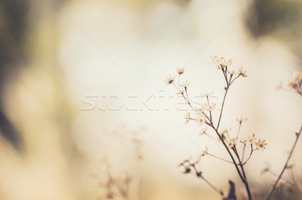 Virág növény klasszikus gaz természet kert Stock fotó © sweetcrisis