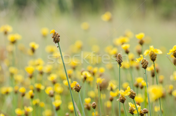 Xyris yellow flowers Stock photo © sweetcrisis