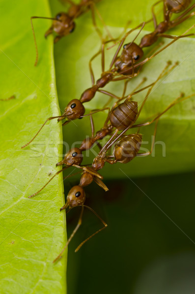 Rood mieren gebouw home werknemer Stockfoto © sweetcrisis