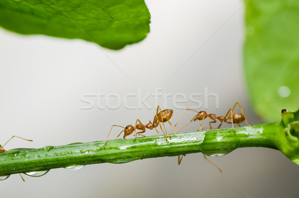 red ant in green nature Stock photo © sweetcrisis